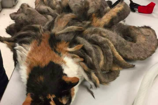 When they discovered this poor creature on the street, they knew it was in serious trouble.