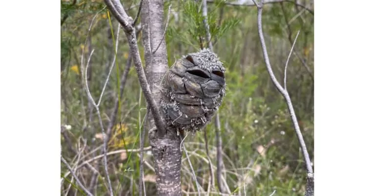 Woman spots what she thinks is a happy bird in the forest – then suddenly realizes her mistake