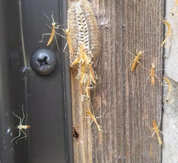 A praying mantis nest just hatched right by my front door!