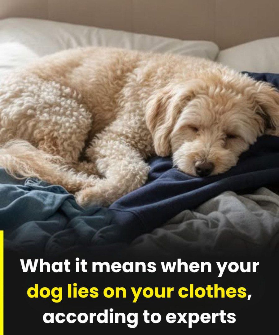 Why your dog sleeps on your clothes and what it means, according to experts