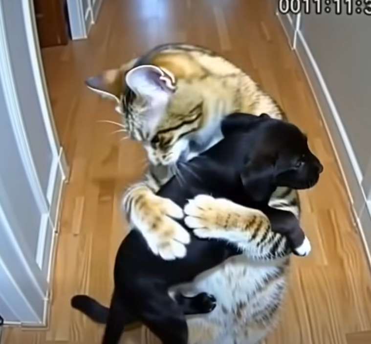 Cat Brings Home Puppies — Then a Policeman Knocks at the Door