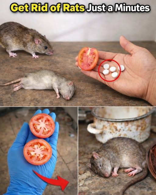 10 Natural Ways to Make Mice and Rats Disappear in 60 Seconds (No Poison, No Traps)