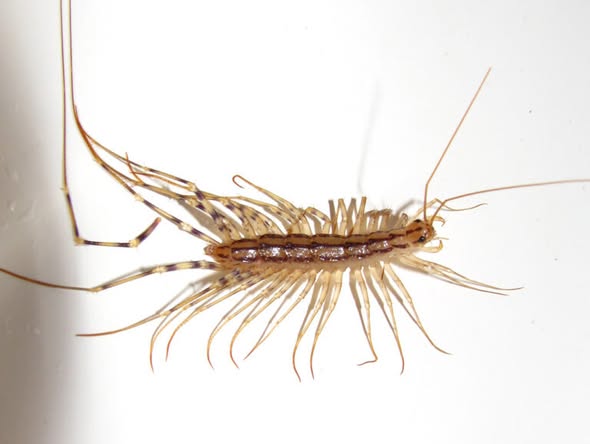 Why you should never kill a house centipede if you find one inside your house
